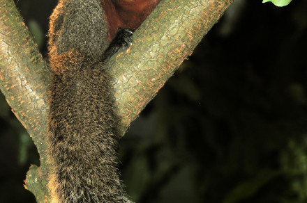Pallasova veverica lepotka (lat. Callosciurus erythraeus)