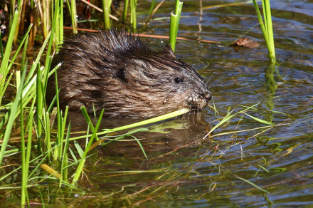 Pižmovka (lat. Ondatra zibethicus)