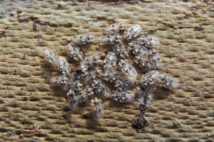 Platanina čipkarka (lat. Corythucha ciliata)