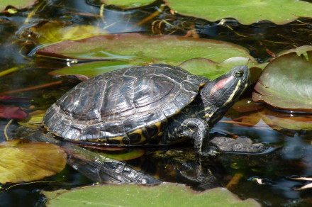 Okrasna gizdavka (lat. Trachemys scripta)