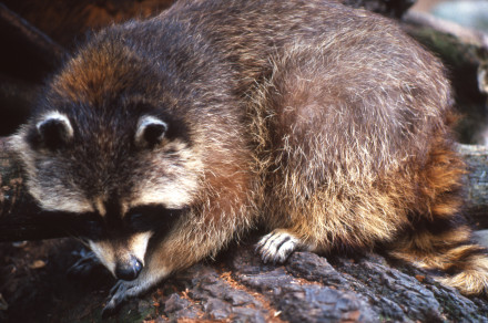 Severnoameriški rakun (lat. Procyon lotor)