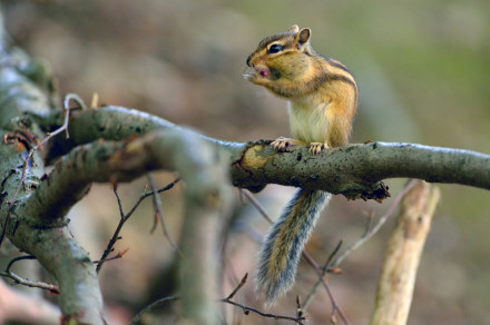 Sibirski burunduk (lat. Tamias sibiricus)