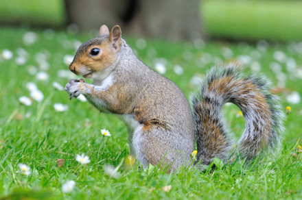 Siva veverica (lat. Sciurus carolinensis)