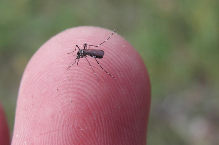 Tigrasti komar (lat. Aedes albopictus)