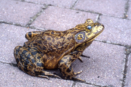 Volovska žaba (lat. Lithobates (Rana) catesbeianus)