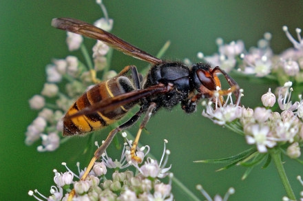 Azijski sršen (Vespa velutina nigrithorax)