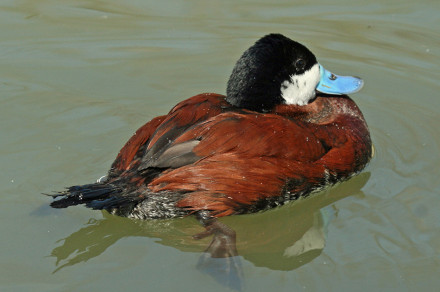 Belolična trdorepka (Oxyura jamaicensis)