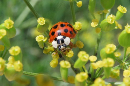 Harlekinska polonica (lat. Harmonia axyridis)