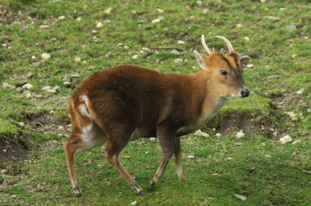 Muntjak (Muntiacus reevesi) 