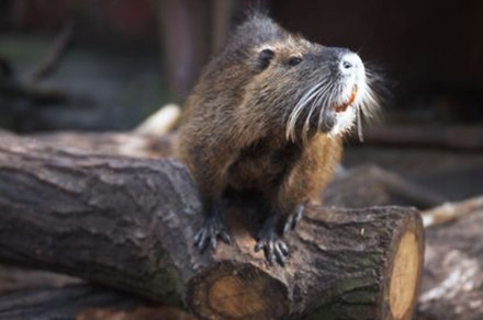 Nutrija (lat. Myocastor coypus)