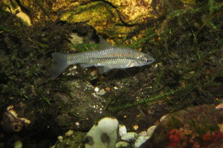 Pseudorazbora (lat. Pseudorasbora parva)