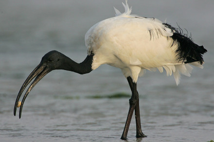 Sveti ibis (lat. Threskiornis aethiopicus) 