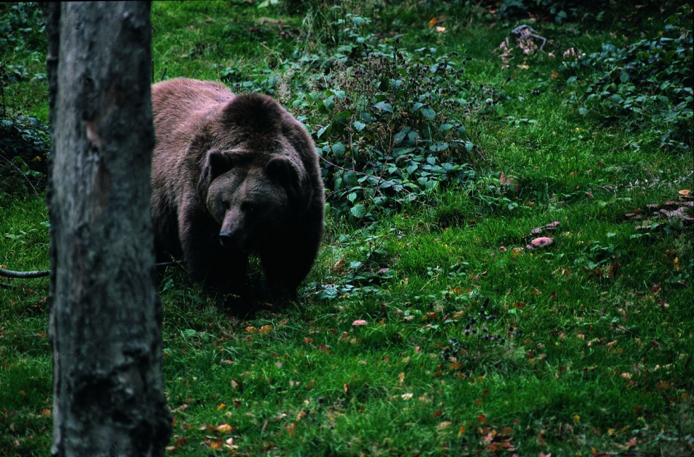 Brown bear