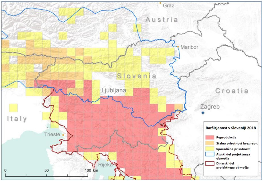 Razširjenost medveda v letu  2018 na zemljevidu Slovenije