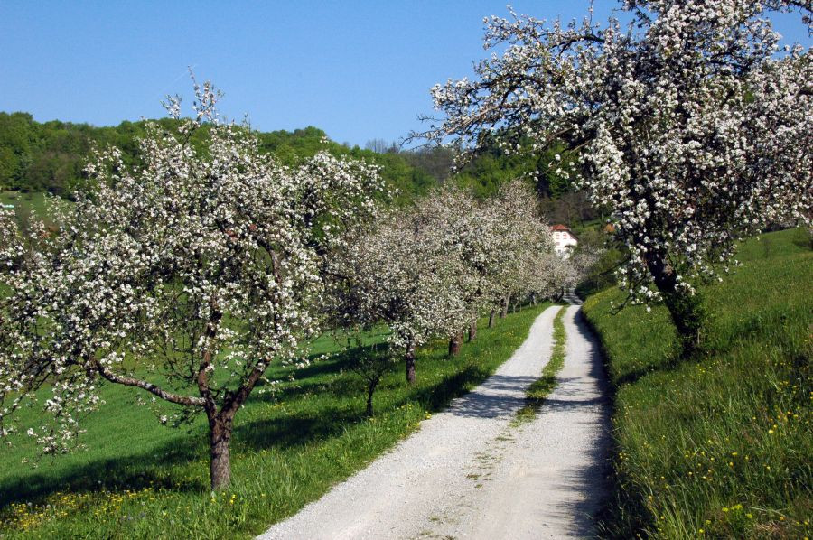 Cvetoče jablane v Kozjanskem parku 