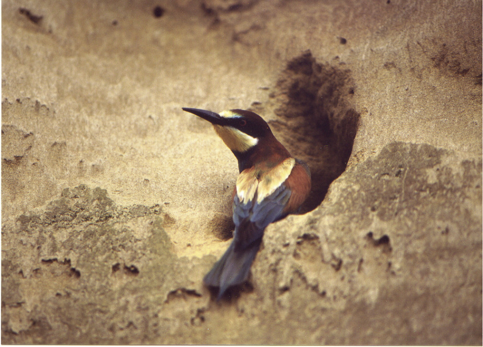 European bee-eater