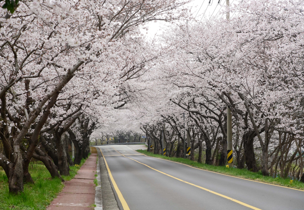 cesta ob cvetočih drevesih