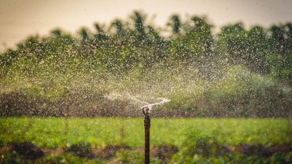 close up of a water sprinkler watering plants in a green field
