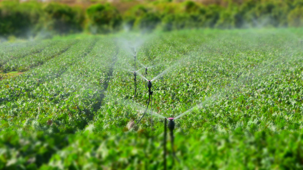 a row of sprinklers watering a field of green vegetables