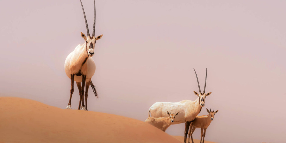 four Arabian Oryx in the desert