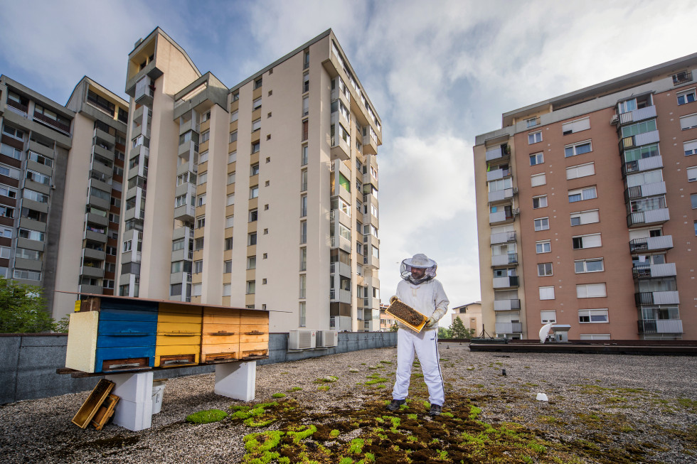 stanovanjski bloki, čebelnjaki, čebelar v zaščitni obleki