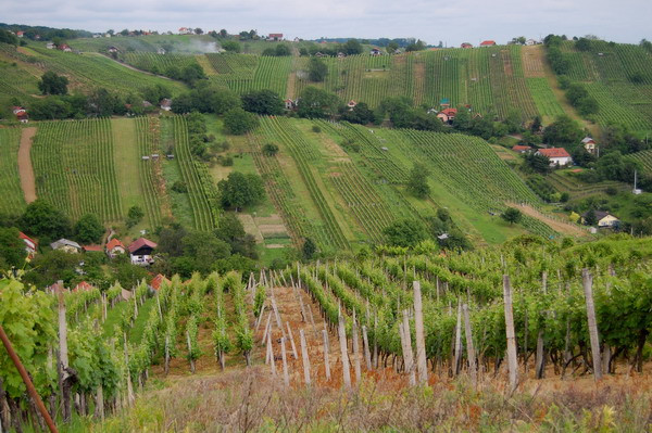 Več vinogradov na gričih