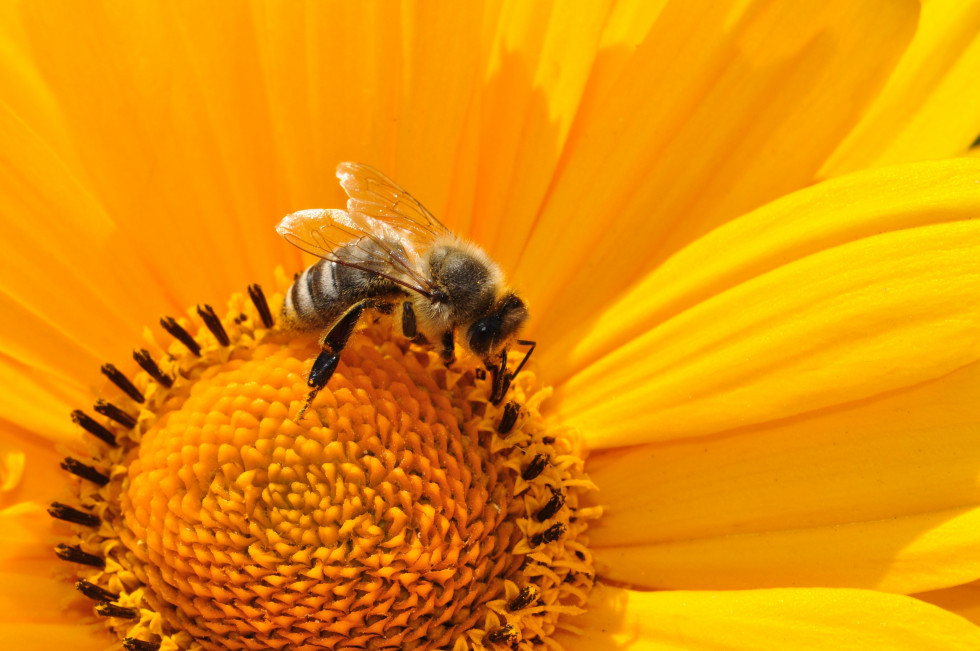 čebela v notranjosti velikega živo rumenega cveta