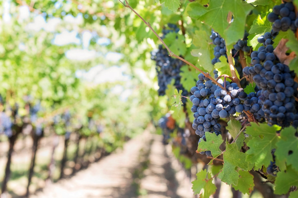 Rdeče grozdje v vinogradu