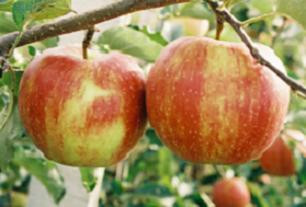 Dve rdeči jabolki na pecljih na veji jablane