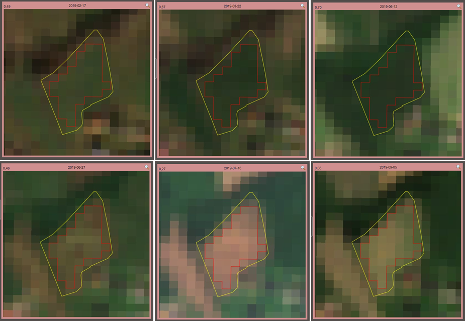 Prikaz nihanj v vrednosti indeksa NDVI na primeru njive s posevkom ozimne pšenice (vrednost je na posameznem posnetku zabeležena v zgornjem levem kotu).