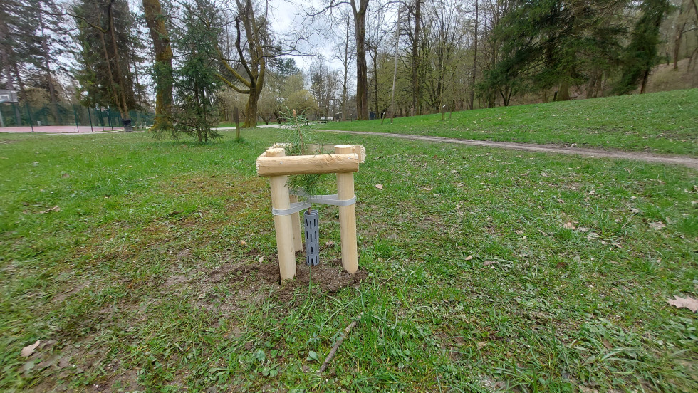 Sveže zasajeno drevesce, obdano s tremi povezanimi količki za podporo .