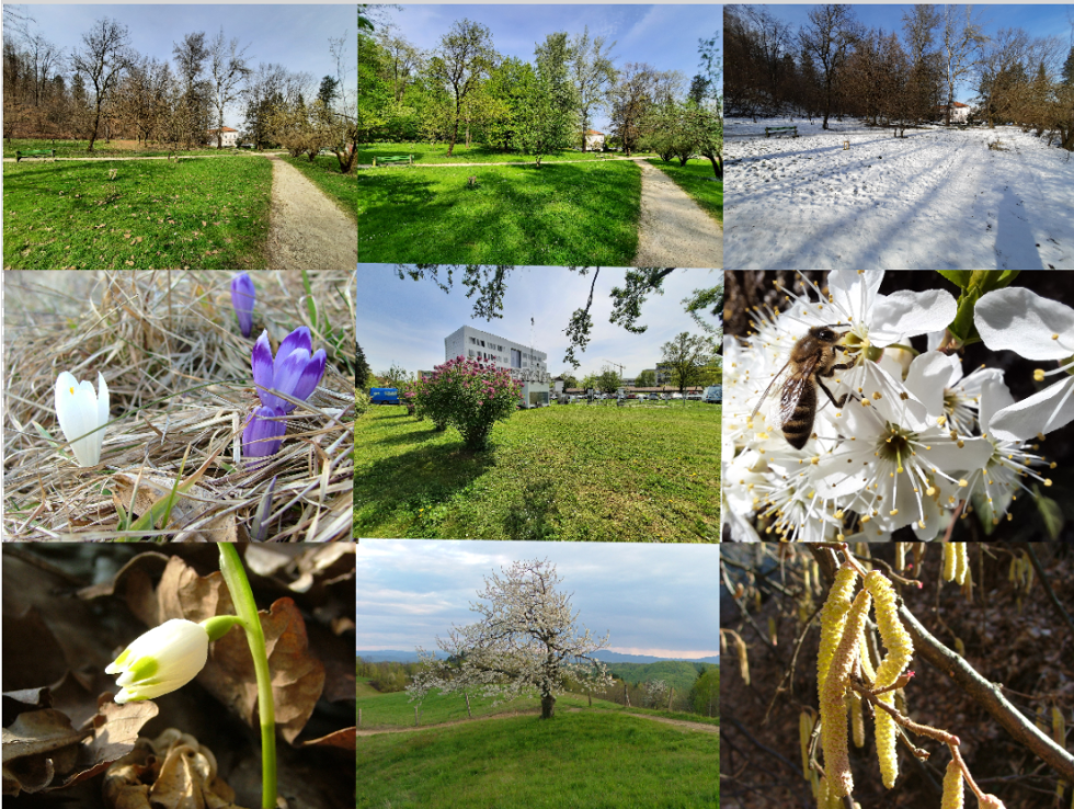 Kolaž fotografija cvetočih rastlin.