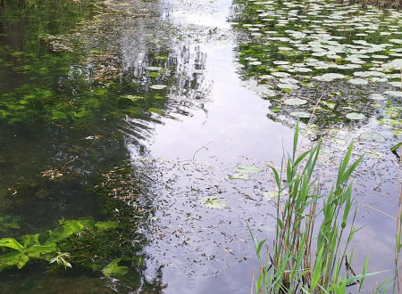 Slika je simbolična; mirna vodna površina z odsevom okoliškega rastlinja in dreves.