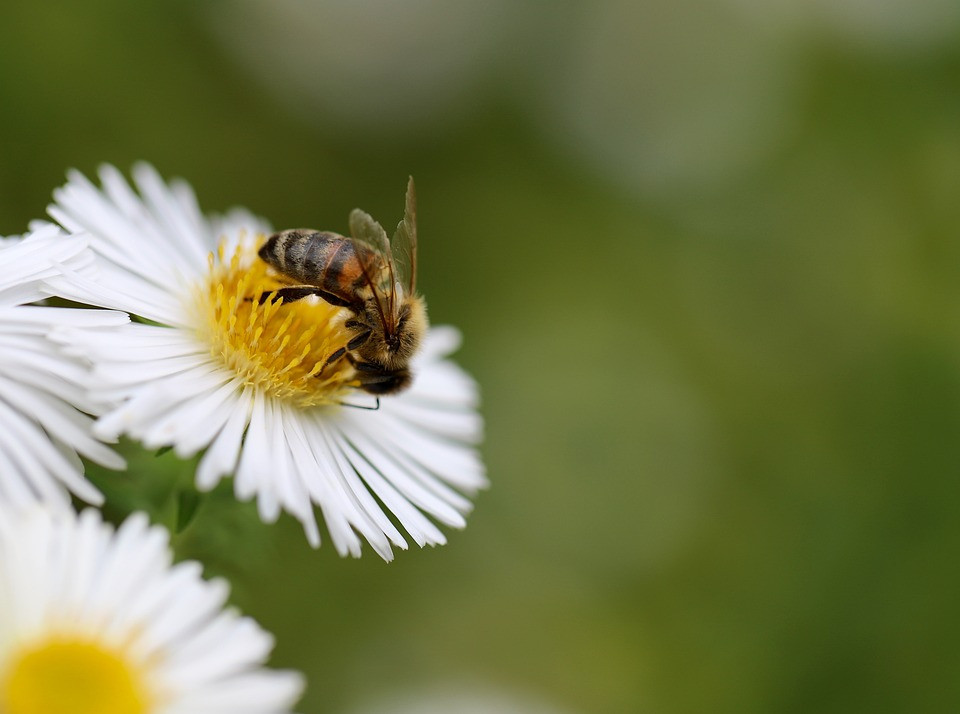 Čebela na paši na belem cvetu