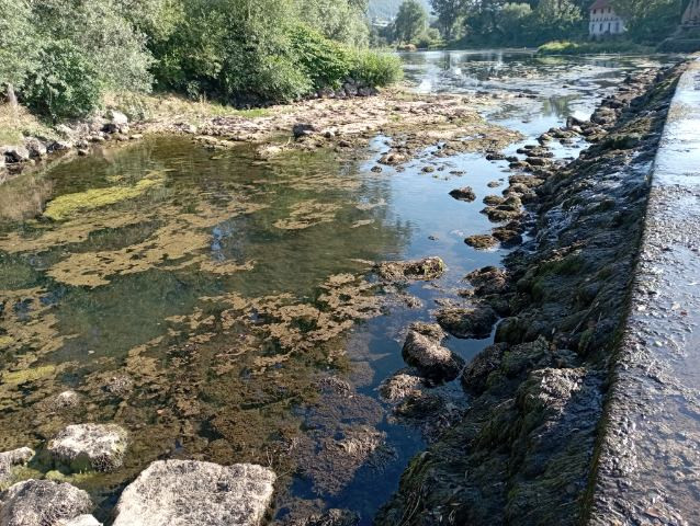 Slika prikazuje močan razrast alg v reki Krki pri kraju Straža.