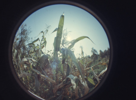 Corn field fisheye shot.