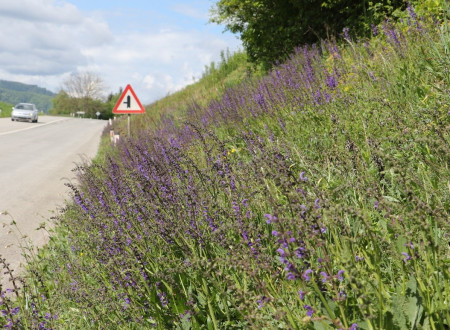 Fotografija ceste s cvetočimi robovi ob cesti.