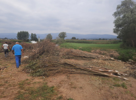 Priprava vrbovih vej za poplet na bregu