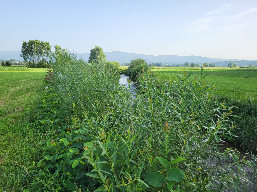 Obrežna vegetacija z dresnikom pred košnjo.