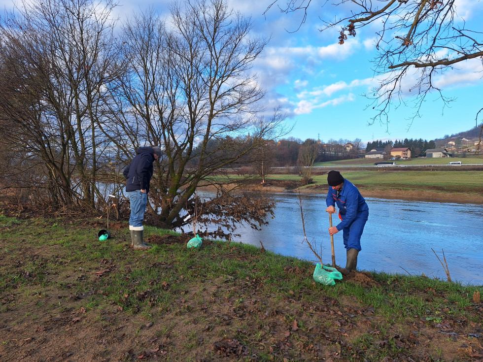 People planting Native Tree Species along the Krka River near Bela Cerkev