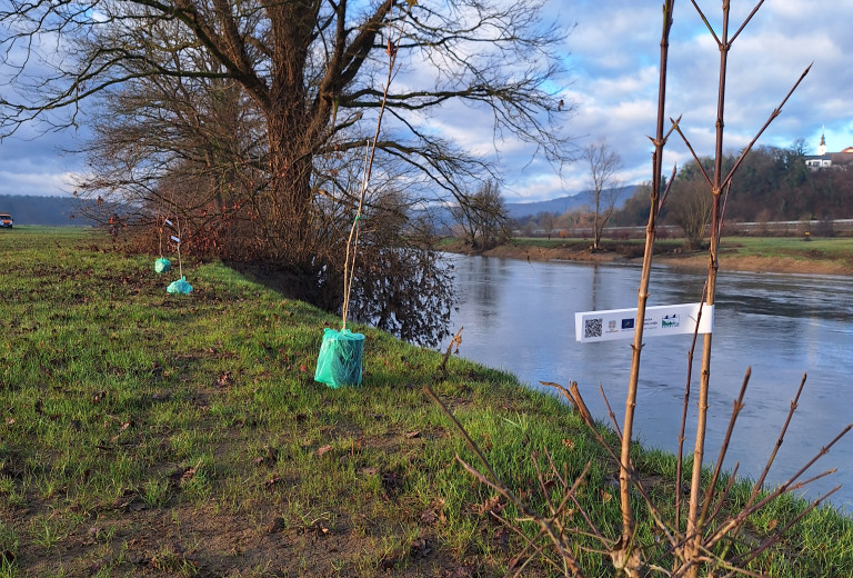 Zasaditev domorodnih drevesnih vrst ob reki Krki pri Beli Cerkvi