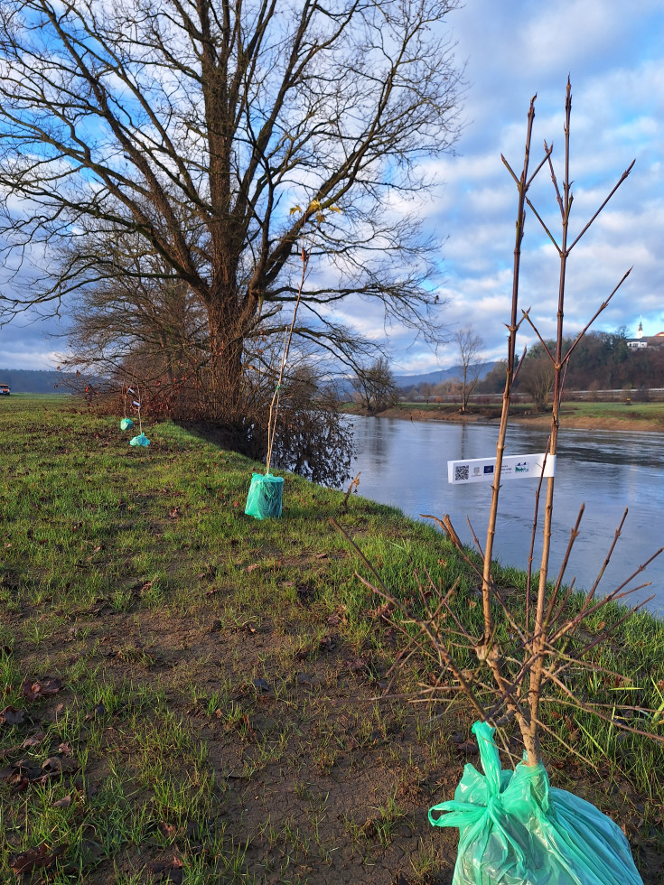 Zasaditev domorodnih drevesnih vrst ob reki Krki