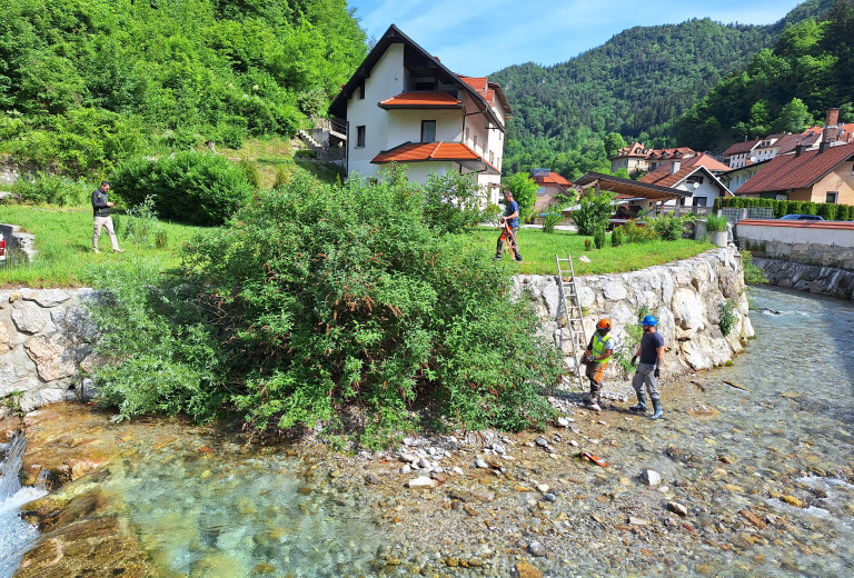 Primer dobre prakse: odstranjevanje invazivnega metuljnika na Mošeniku v Tržiču