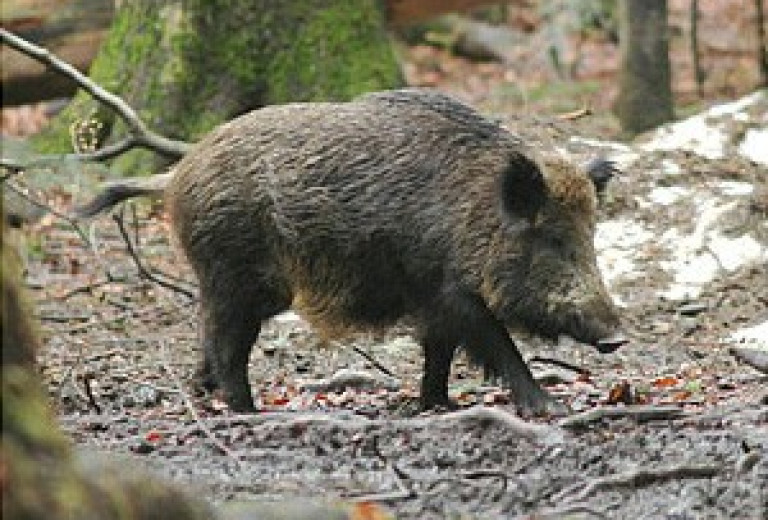 Inšpekcijski nadzor skupnih lovov na območju posavskega in novomeškega lovsko upravljavskega območja