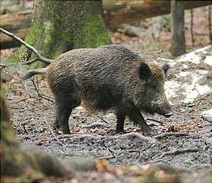 Divji prašič v gozdu