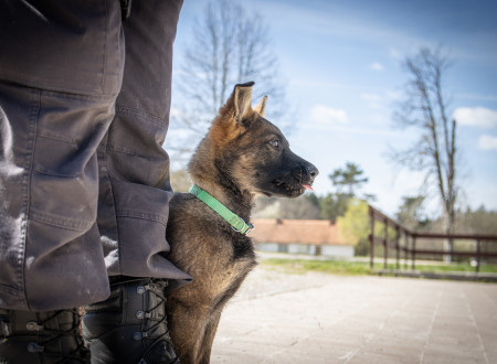 Službeni pes ob pravosodnem policistu