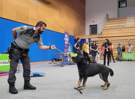 Vodnik službenega psa v igri z nemško ovčarko