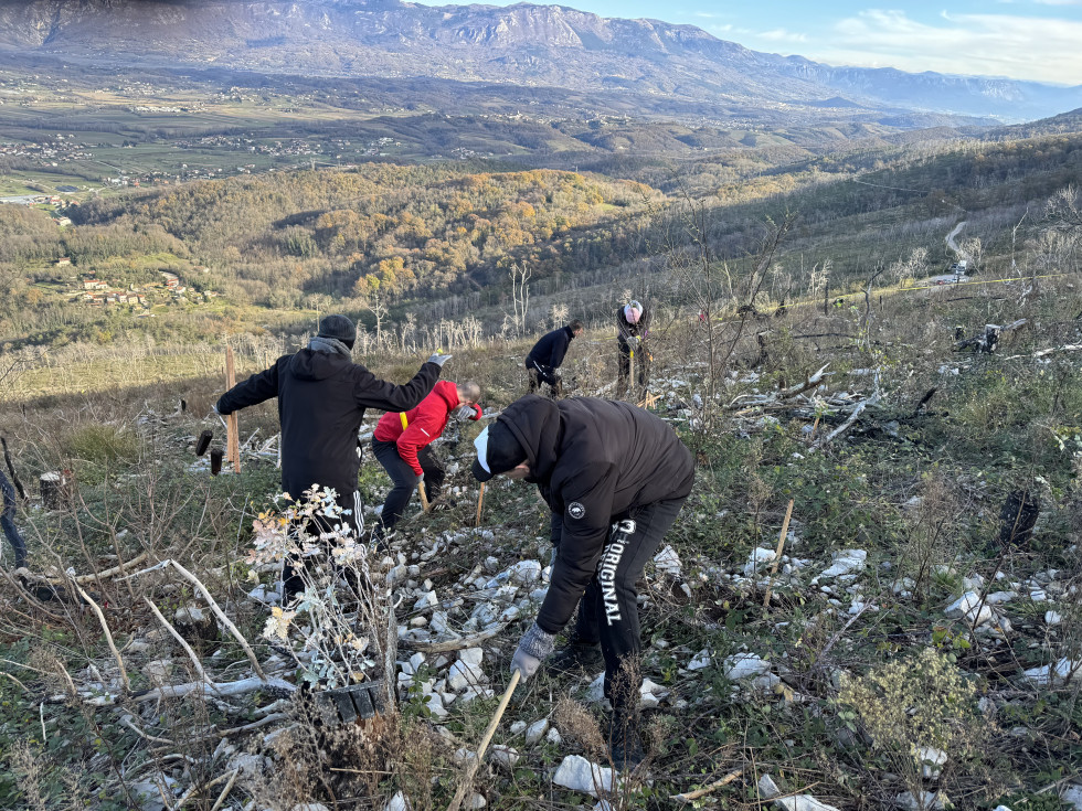 Na sliki je pet oseb, ki na pobočju sadijo sadike