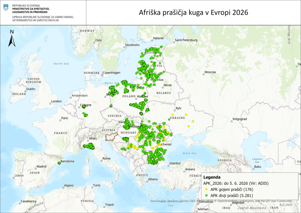 Zemljevid izbruhov APK v Evropi v letu 2026, na dan 5. 6. 2026. Izbruhi pri gojenih prašičih so označeni z rumeno (176 izbruhov), pri divjih prašičih z zeleno (5.281 izbruhov).