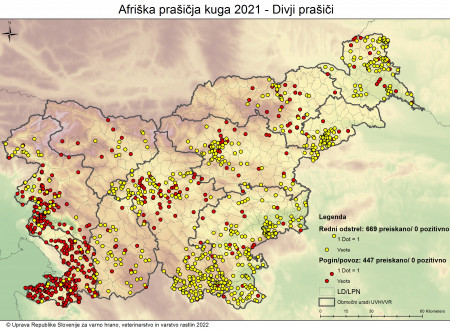 Na zemljevidu Slovenije so s točkami označeni kraji, kjer so bile v letu 2021 opravljene preiskave na divjih prašičih. Od 447 poginjenih ali povoženih in od 669 redno odstreljenih divjih prašičev noben ni bil pozitiven na afriško prašičjo kugo.